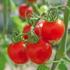 Tomate Cerise Sweet Baby Bio. Le pot de 10,5 cm
