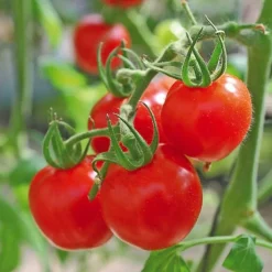 Tomate Cerise Sweet Baby Bio. Le pot de 10,5 cm