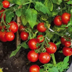 Tomate Cerise Tumbling Tom Red Bio. Le pot de 9x9 cm