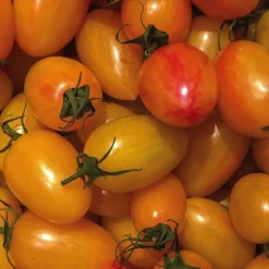 Tomate Cocktail Alllongée Blush Bio. Le pot de 10,5 cm