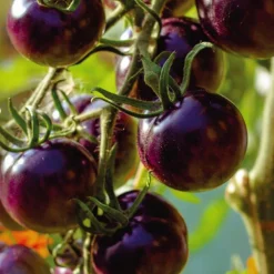 Tomate Cocktail En Grappe Osu Blue Bio. Le pot de 9x9 cm