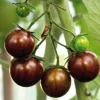 Tomate Cocktail En Grappe Black Zebra Bio. Le pot de 10,5 cm