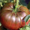 Tomate Côtelée Noire De Crimée Bio. La barquette de 3 plants