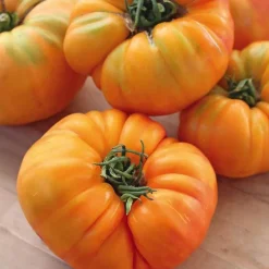 Tomate Côtelee Ananas Bio. La barquette de 3 plants