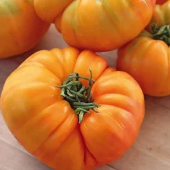 Tomate Côtelee Ananas Pineapple Bio. Le pot de 10,5 cm