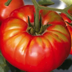 Tomate Côtelee Buffalo Steak. Le pot de 10,5 cm