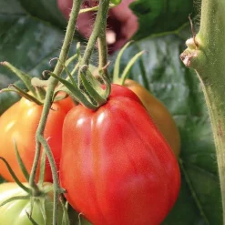 Tomate Côtelee Corazon Bio. La barquette de 3 plants