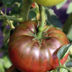 Tomate Côtelee Noire De Crimee Bio. Le pot de 10,5 cm