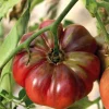 Tomate Côtelee Purple Calabash Bio. Le pot de 10,5 cm