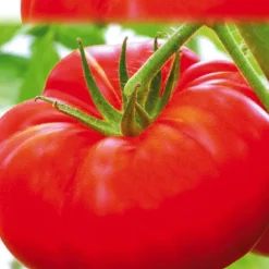Tomate Marbonne Bio. La barquette de 3 plants