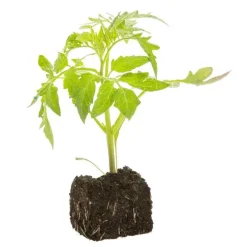 Tomate Marbonne Bio. La motte de 7x7 cm