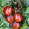 Tomate Prune Noire Bio. La barquette de 3 plants