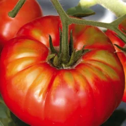 Tomate Ronde Buffalo Steak Bio. La barquette de 3 plants