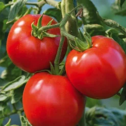 Tomate Ronde Cobra Bio. La barquette de 3 plants