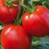 Tomate Ronde Cobra Bio. La barquette de 3 plants