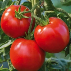 Tomate Ronde Cobra Bio. Le pot de 10,5 cm