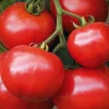 Tomate Ronde Estiva Bio. Le pot de 10,5 cm