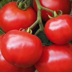 Tomate Ronde Estiva Bio. Le pot de 10,5 cm
