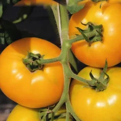 Tomate Ronde Golden Boy Bio. Le pot de 10,5 cm