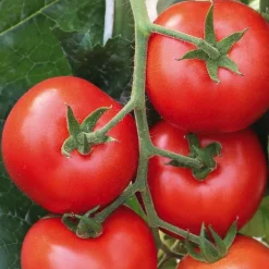 Tomate Ronde Grappe Giolice. Le pot de 10,5 cm