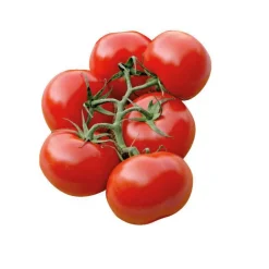 Tomate Ronde Grappe Giolice. Le pot de 10,5 cm