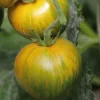 Tomate Ronde Green Zebra Bio. Le pot de 10,5 cm