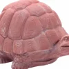Tortue en terre cuite rouge Anticomestiere Tartaruga - 21 x 14 x 17 cm