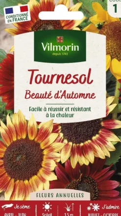 Tournesol Beauté d'Automne Vilmorin - graines à semer