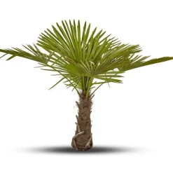 Trachycarpus Excelsa ou Palmier de Chine 120/150 cm en pot de 90 L