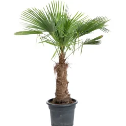 Trachycarpus (Palmier chanvre) 125/150 en pot de 70 L vert