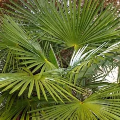 Trachycarpus (Palmier chanvre) 125/150 en pot de 70 L vert