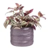 Tradescantia mix avec son cache-pot coloris rose - Ø 12 cm