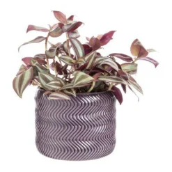 Tradescantia mix avec son cache-pot coloris rose - Ø 12 cm