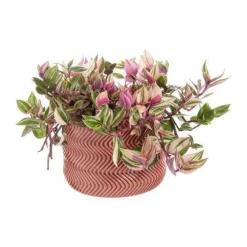 Tradescantia mix avec son cache-pot coloris rose - Ø 12 cm