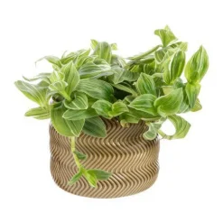 Tradescantia mix avec son cache-pot coloris rose - Ø 12 cm