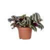 Tradescantia mix en pot Ø 6 cm