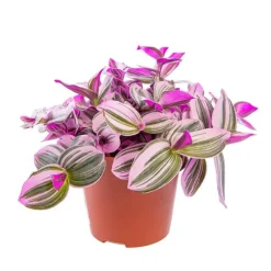 Tradescantia Nanouk – Pot de Ø12 cm