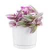 Tradescantia Nanouk rose en pot blanc émaillé botanic®. Le pot Ø 15 cm