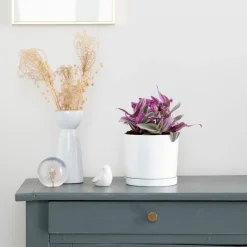 Tradescantia Nanouk rose en pot blanc émaillé botanic®. Le pot Ø 15 cm