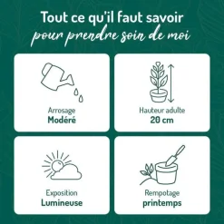 Tradescantia Nanouk rose en pot blanc émaillé botanic®. Le pot Ø 15 cm