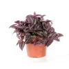 Tradescantia pendula
