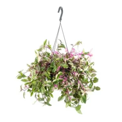 Tradescantia Quadricolor suspension Ø18xH40 cm