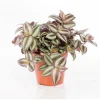 Tradescantia zebrina. Le pot de 15 cm