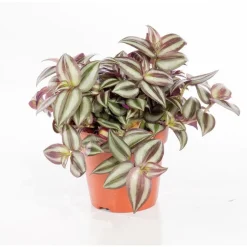 Tradescantia zebrina. Le pot de 15 cm
