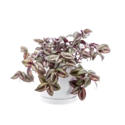 Tradescantia Zebrina vert en pot blanc émaillé botanic®. Le pot Ø 15 cm