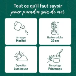 Tradescantia Zebrina vert en pot blanc émaillé botanic®. Le pot Ø 15 cm