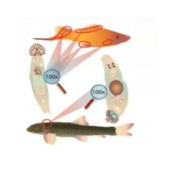 Traitement anti-vers des branchies, 20ml, ESHA Gdex