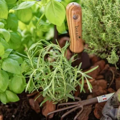 Transplantoir marron