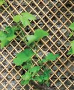 Treillis Wick Trellis en osier naturel, 50 x 150 cm
