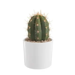 Trichocereus pasacana en pot blanc émaillé H 20 x Ø 20 cm
